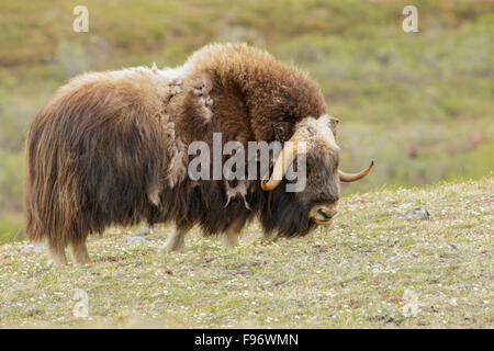 Muskox (Ovibos moschatus) sulla tundra in Nome, Alaska. Foto Stock