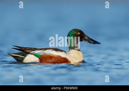 Northern mestolone (Anas clypeata) in uno stagno vicino a Nome, Alaska. Foto Stock