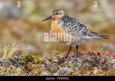 Nodo rosso (Calidris canutus) appollaiato sulla tundra in Nome, Alaska. Foto Stock