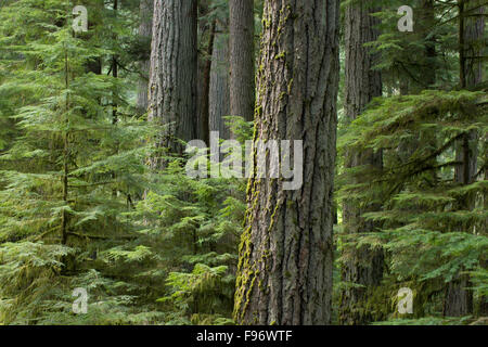 Douglas Fir Tree nella foresta di stand a CathedralGrove, MacMillan Provicial Park, l'isola di Vancouver, British Columbia, Canada Foto Stock