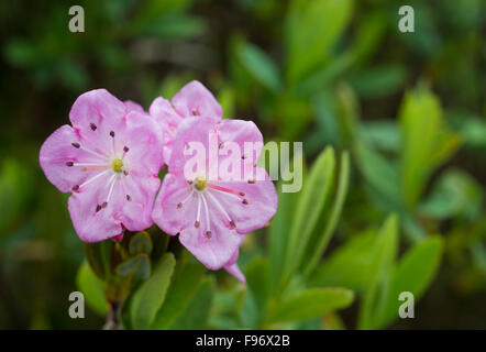 Bog Laurel (Kalmia microphylla), Bog Trail, Pacific Rim National Park Riserva di Canada Vancouver Island, vicino a Tofino, inglese britannico Foto Stock