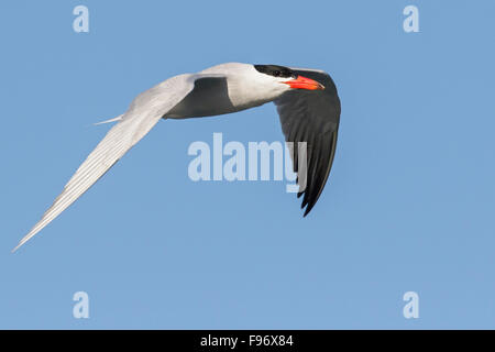 Caspian Tern (sterna caspia) battenti in Seward, Alaska. Foto Stock