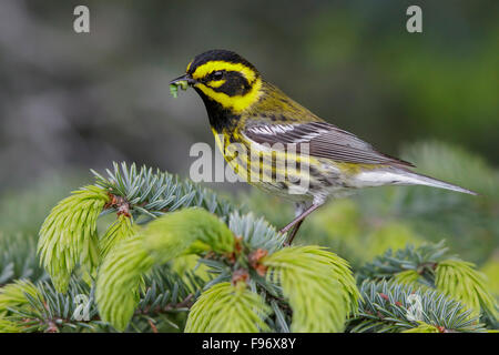 Townsend il trillo (Dendroica townsendi) appollaiato su un ramo in Seward, Alaska. Foto Stock