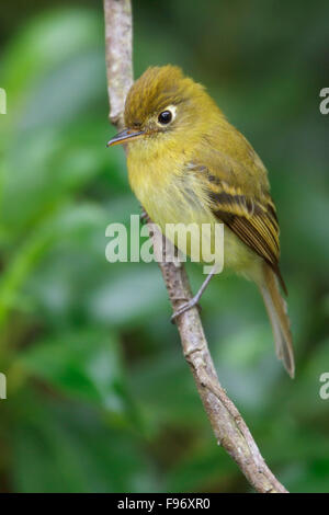 Flycatcher giallastro (Empidonax flavescens) appollaiato su un ramo in Costa Rica, America centrale. Foto Stock