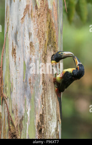 Aracari a collare (Pteroglossus torquatus) appollaiato su un ramo in Costa Rica. Foto Stock