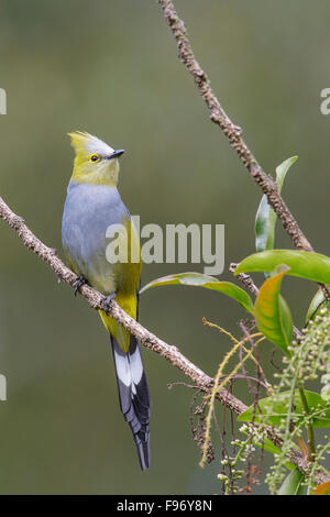 Longtailed setosa Flycatcher (Ptilogonys caudatus) appollaiato su un ramo in Costa Rica. Foto Stock