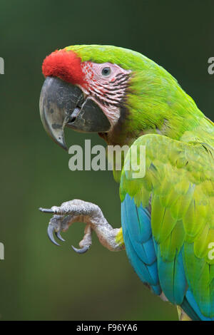 GreatGreen Macaw (Ara ambigua) appollaiato su un ramo in Costa Rica, America centrale. Foto Stock