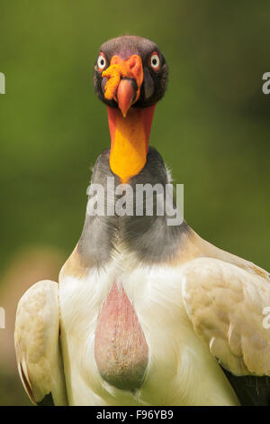 King Vulture (Sarcoramphus papa) appollaiato sul terreno in Costa Rica. Foto Stock