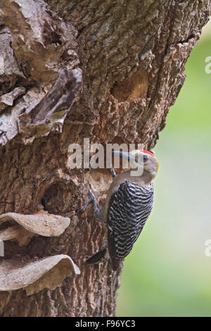 Hoffman picchio rosso maggiore (Melanerpes hoffmannii) scavare una cavità nido in un albero morto in Costa Rica, America centrale. Foto Stock