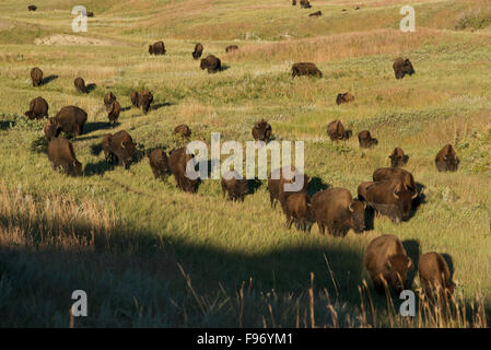 Bison mandria in movimento attraverso praterie, (Bison bison), Custer State Park, SD, STATI UNITI D'AMERICA Foto Stock