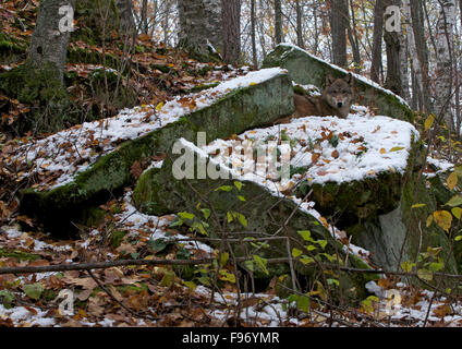 Lupo grigio che stabilisce su mosscovered boulder in autunno foresta; Nord del Minnesota, Lago Superior regione; (Canis lupus). Foto Stock