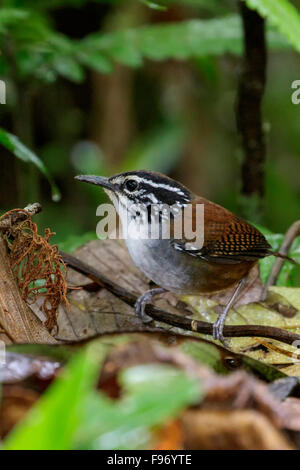 Legno Whitebreasted Wren (Henicorhina leucosticta) appollaiato su un ramo in Costa Rica. Foto Stock