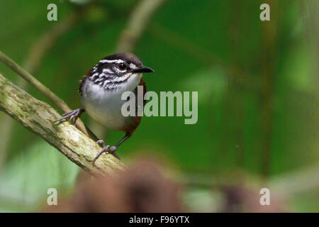 Legno Whitebreasted Wren (Henicorhina leucosticta) appollaiato su un ramo in Costa Rica, America centrale. Foto Stock