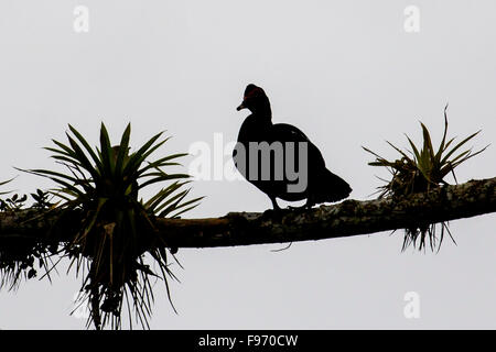 Anatra muta (Cairina moschata) appollaiato su un ramo in Costa Rica. Foto Stock