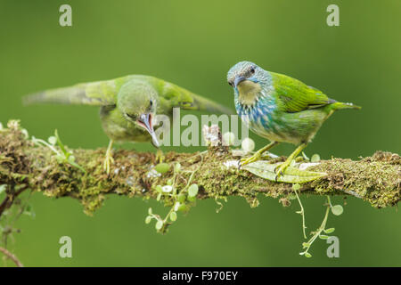 Shining Honeycreeper (Cyanerpes lucidus) appollaiato su un ramo in Costa Rica. Foto Stock