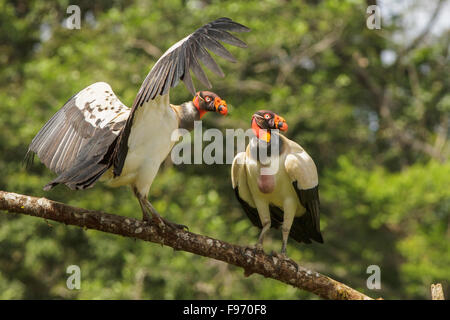 King Vulture (Sarcoramphus papa) appollaiato su un ramo in Costa Rica. Foto Stock