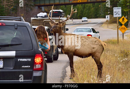 Un giovane bull elk in piedi su una strada trafficata nel Parco Nazionale di Jasper in posa per un giovane fotografo che si appoggia al di fuori della sua automobile Foto Stock