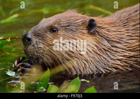 Un vicino l immagine di un wild beaver "Castor canadenis', galleggiante in acqua mentre si alimenta su alcuni verde aspen foglie. Foto Stock