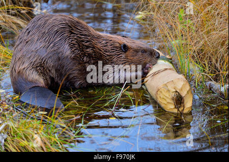 Un vicino l immagine di un wild beaver "Castor canadenis', alimentazione su un pezzo di Aspen Tree al beaver board walk a Hinton Foto Stock