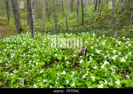 Largeflowered trilliums (Trillium grandiflorum), Manitoulin Island, Ontario, Canada Foto Stock