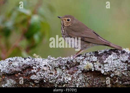 Swainson Il Tordo (Catharus ustulatus) appollaiato su un ramo in Costa Rica. Foto Stock