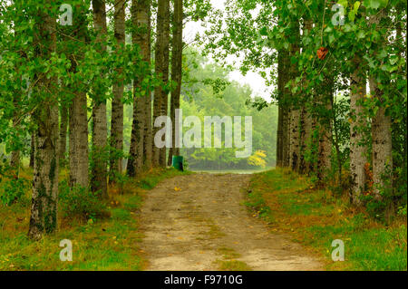 La strada attraverso la foresta di pioppo da Lac des Graussettes, Dipartimento LotetGaronne, Aquitaine, Francia Foto Stock