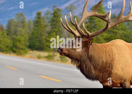 Una chiusura faccia colpo di un grande bull elk Cervus elaphus, camminando sulla Highway attraverso il Parco Nazionale di Jasper in Alberta Canada. Foto Stock