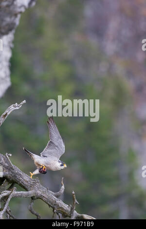 Falco pellegrino, Falco peregrinus, caccia, Quebec, Canada Foto Stock