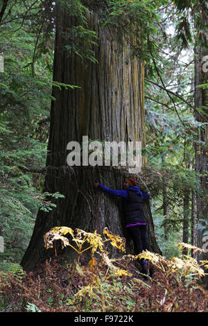 Donne abbracciando big red cedar vicino il Salmone Kokanee Parco del ghiacciaio, British Columbia, Canada Foto Stock