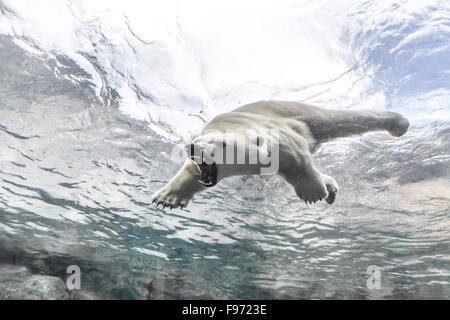 Orso polare (Ursus maritimus), attaccando durante il nuoto sott'acqua di viaggio a Churchill, Assiniboine Park Zoo, Winnipeg, Foto Stock