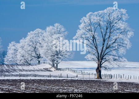 Frosty alberi in campi di fattoria, Benmiller, Ontario, Canada Foto Stock