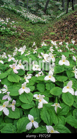 Largeflowered Trilliums (Trillium grandiflorum), Manitoulin Island, Ontario, Canada Foto Stock