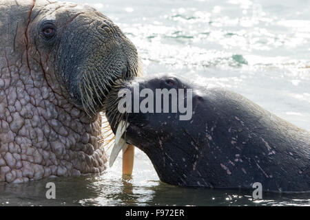 Atlantic tricheco (Odobenus rosmarus rosmarus), (uno con rotte brosmio), nuzzling, Andréetangen capezzagna, Edgeøya (Isola di bordo), Foto Stock