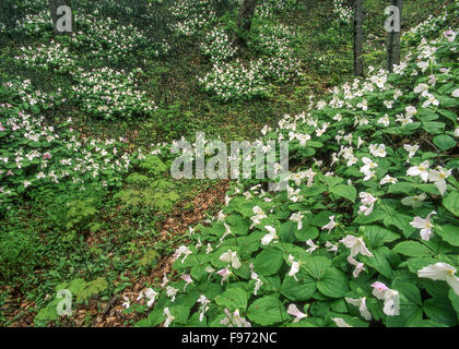 Largeflowered Trilliums (Trillium grandiflorum), Manitoulin Island, Ontario, Canada Foto Stock