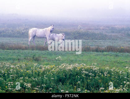 I cavalli bianchi in campo, mattinata nebbiosa, Wanup, Ontario, Canada Foto Stock