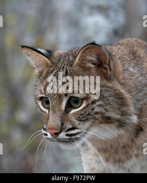 Bobcat (Lynx rufus), Superior National Forest, MN, Stati Uniti d'America Foto Stock