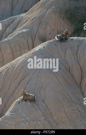 Rocky Mountain Bighorn Rams (Ovus canadensis), introdotto nel 1964, Parco nazionale Badlands, SD, STATI UNITI D'AMERICA Foto Stock