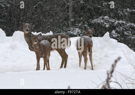 Whitetailed cervo (Odocoileus virginianus), inverno, madre e un anno:, Lago Superior, ON, Canada Foto Stock