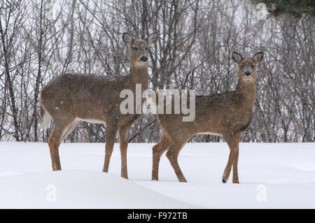 Whitetailed cervo (Odocoileus virginianus), inverno, madre e yearling, Lago Superior, ON, Canada Foto Stock
