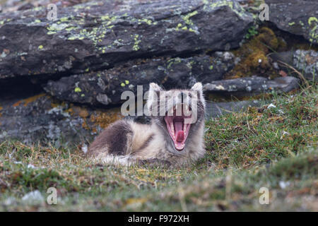 Arctic Fox (Alopex lagopus), in estate pelage, sbadigli, Ossian Sarsfjellet (Mount Ossian Sars), arcipelago delle Svalbard, Arctic Foto Stock