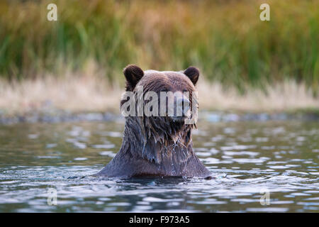 Orso grizzly (Ursus arctos horribilis), centrale interno, British Columbia. Foto Stock