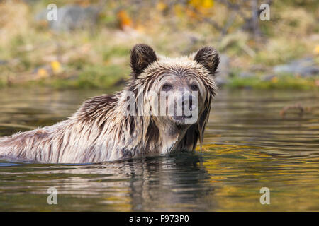 Orso grizzly (Ursus arctos horribilis), due anni di cub nel fiume, centrale interno, British Columbia. Foto Stock