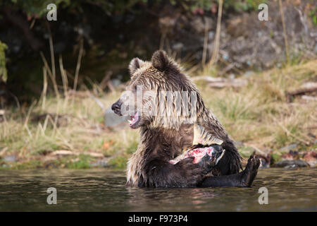 Orso grizzly (Ursus arctos horribilis), due anni di cub, seduta in fiume e mangiare un salmone chinook (Oncorhynchus Foto Stock