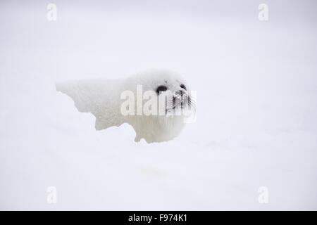 Guarnizione arpa (Pagophilus groenlandicus), camice bianco pup, sul mare di ghiaccio, durante le tempeste, Golfo di San Lorenzo, vicino Îles de la Foto Stock