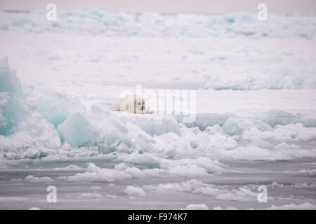 Guarnizione arpa (Pagophilus groenlandicus), camice bianco pup, sul mare di ghiaccio, durante le tempeste, Golfo di San Lorenzo, vicino Îles de la Foto Stock