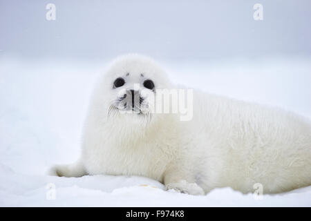 Guarnizione arpa (Pagophilus groenlandicus), camice bianco pup, sul mare di ghiaccio, durante le tempeste, Golfo di San Lorenzo, vicino Îles de la Foto Stock