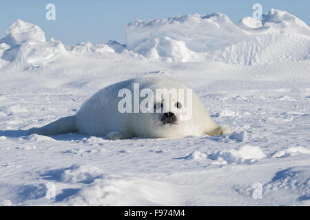 Guarnizione arpa (Pagophilus groenlandicus), camice bianco pup, sul mare di ghiaccio, Golfo di San Lorenzo, vicino Îles de la Madeleine (Maddalena Foto Stock