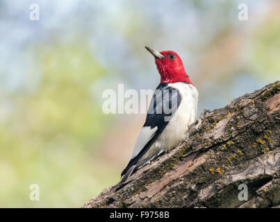 Un Picchio Redheaded (Melanerpes erythrocephalus) appollaiato su un albero nel Parco nazionale Theodore Roosevelt Foto Stock