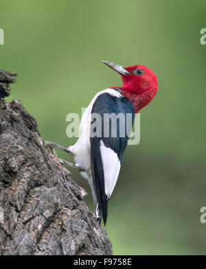 Un Picchio Redheaded (Melanerpes erythrocephalus) appollaiato su un albero nel Parco nazionale Theodore Roosevelt Foto Stock