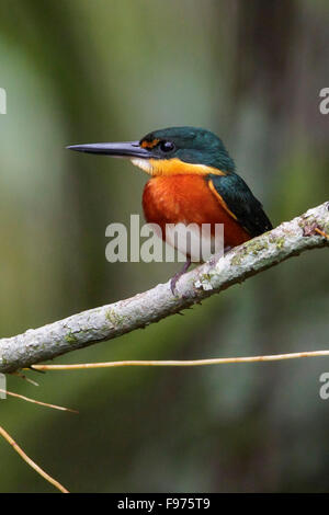 American pigmeo di Kingfisher (Chloroceryle aenea) appollaiato su un ramo in Ecuador. Foto Stock